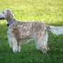 "Winnie" von der Guldegg -der treueste Fan von Pienzenau"