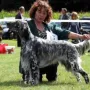 Duchess Diamond Heart von der Guldegg