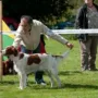 Hammonia´s Gwynewth CAC BOB