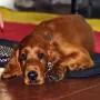 Auch Jury darf auf die WM-Decke.