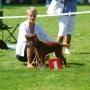 MyLittle Winny vom Gebirgsjägerhof 1. Platz