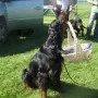 Black Ronja vom Eixelberg als Siegerin.