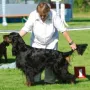 Mit den Gordon Settern wurde begonnen