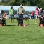 Hündinnen Gebrauchshundeklasse