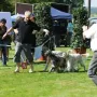 Zuchtgruppe English Setter von der Guldegg