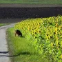 Sonnenblumen, Sonnenblumen...