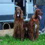 Winny und Donerl vor dem Eierapportierwettbewerb.
