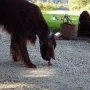 Deputy Daniel bei der Aufnahme des rohen Ei.
