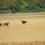 Diese Weite ist richtig für unsere Hunde.