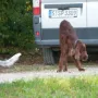 Auch Deputy Daniel macht mit.