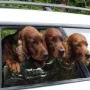 Jay, Kathy und Winny schauen vom Auto aus. 