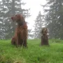 Auch die Hunde sind am Gipfel.