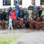 Einfach zuviele Gebirgsjäger....