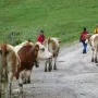 Mehr Kühe, oder Hunde? 