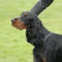 GS Rüden Jugend