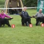 GS Hündinnen Veteranen