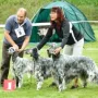Zuchtgruppe Kennel Fairray 1. Platz