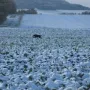 Donerl läuft eine tolle Suche