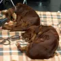 Hunde schlafen