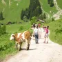 Die Kühe sind auch neugierig.