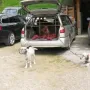 Unsere "weißen" Setter sind schon da.