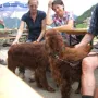 Nette Zwei- und Vierbeiner!