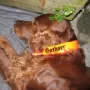 Alle Gebirgsjäger in Aurach sind Gothaer versichert..))!!