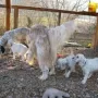 Die Familie