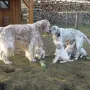 Mama und Papa mit Kindern