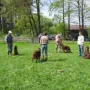 Hunde aus den Würfen K-, L-, M- und N.