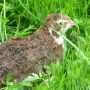 Unsere Wachtel Henriette