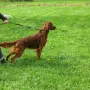Nico ist schon näher dran.