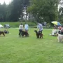 Klasse Rüden Erwachsene besetzt mit 6 Rüden.