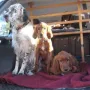 Vellen mit Phyllis und Prada