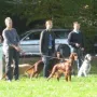 Irish- und English-Setter