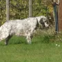 Und auch Vellen: "hat sie"