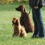 Qing Perro ist sehr interessiert.