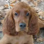 Qing Perro, du schöner Hund.