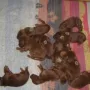 die neuen kleinen Gebirgsjäger