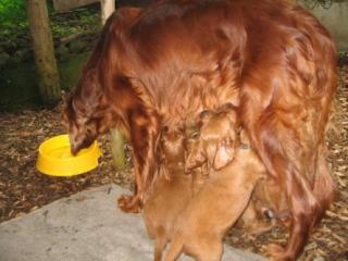 F-Wurf 4,5 Wochen alt an der Milchbar