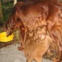 F-Wurf 4,5 Wochen alt an der Milchbar