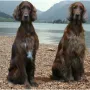 Branko und Zirka vom Gebirgsjägerhof