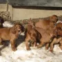 G-Wurf im Schnee