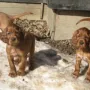 G-Wurf im Schnee