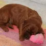 H-Kinder 3 Wochen alt