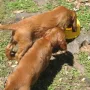 H-Wurf knappe 7 Wochen