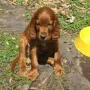 H-Wurf knappe 7 Wochen