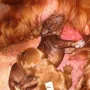 Nach dem Mittagsschlaf hat sich Rüde E mit 450 g dazugesellt