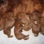 Unser DOC sagt: Schluss ist! Mama Eyreen hat innerhalb von 5 Stunden 6 knackige Welpen zur Welt gebracht.