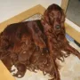 Brenda mit Welpen 5 Tage alt.